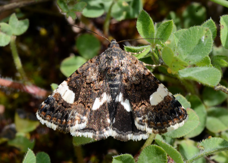 Noctuidae Tyta luctuosa ?